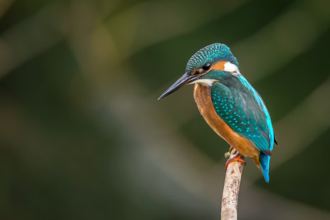 Bharatpur & Keoladeo Escape