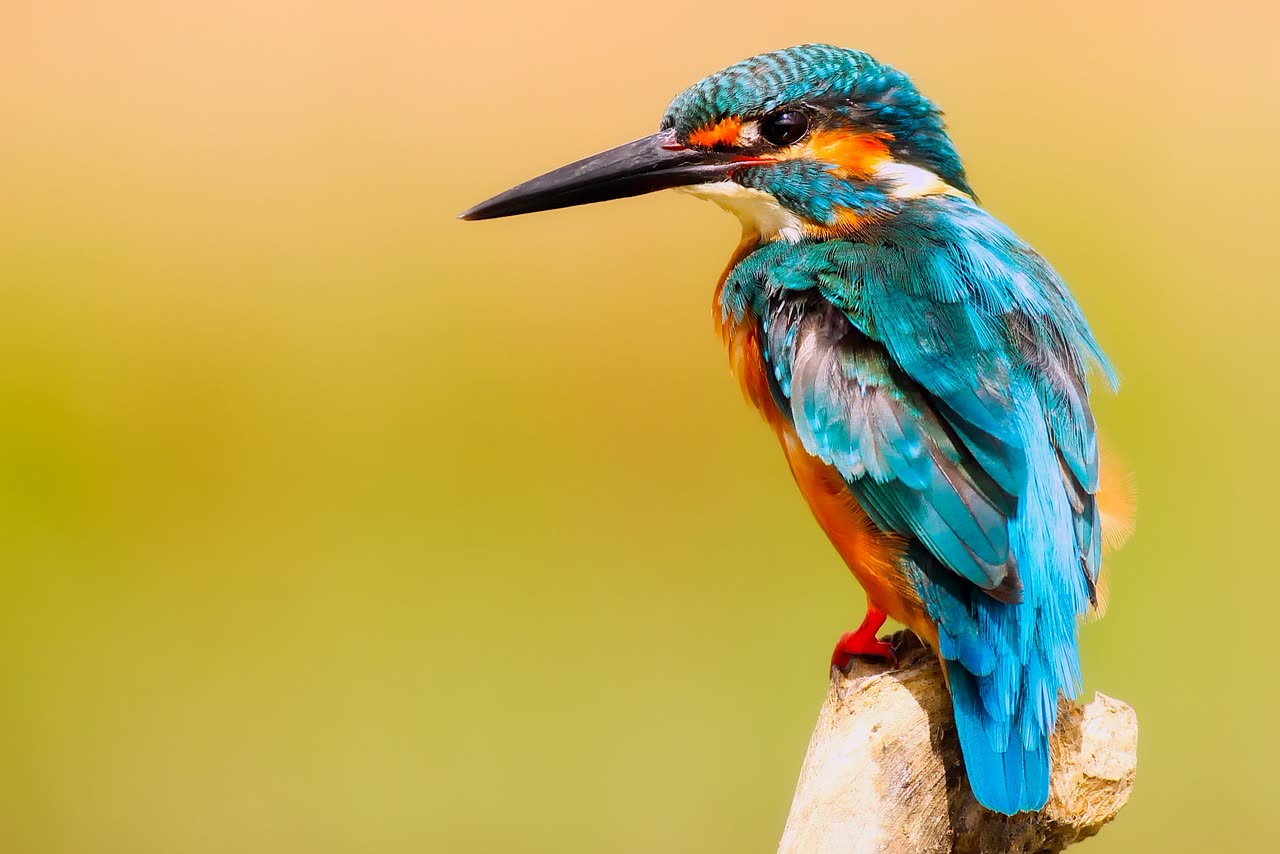 Bharatpur & Keoladeo Escape