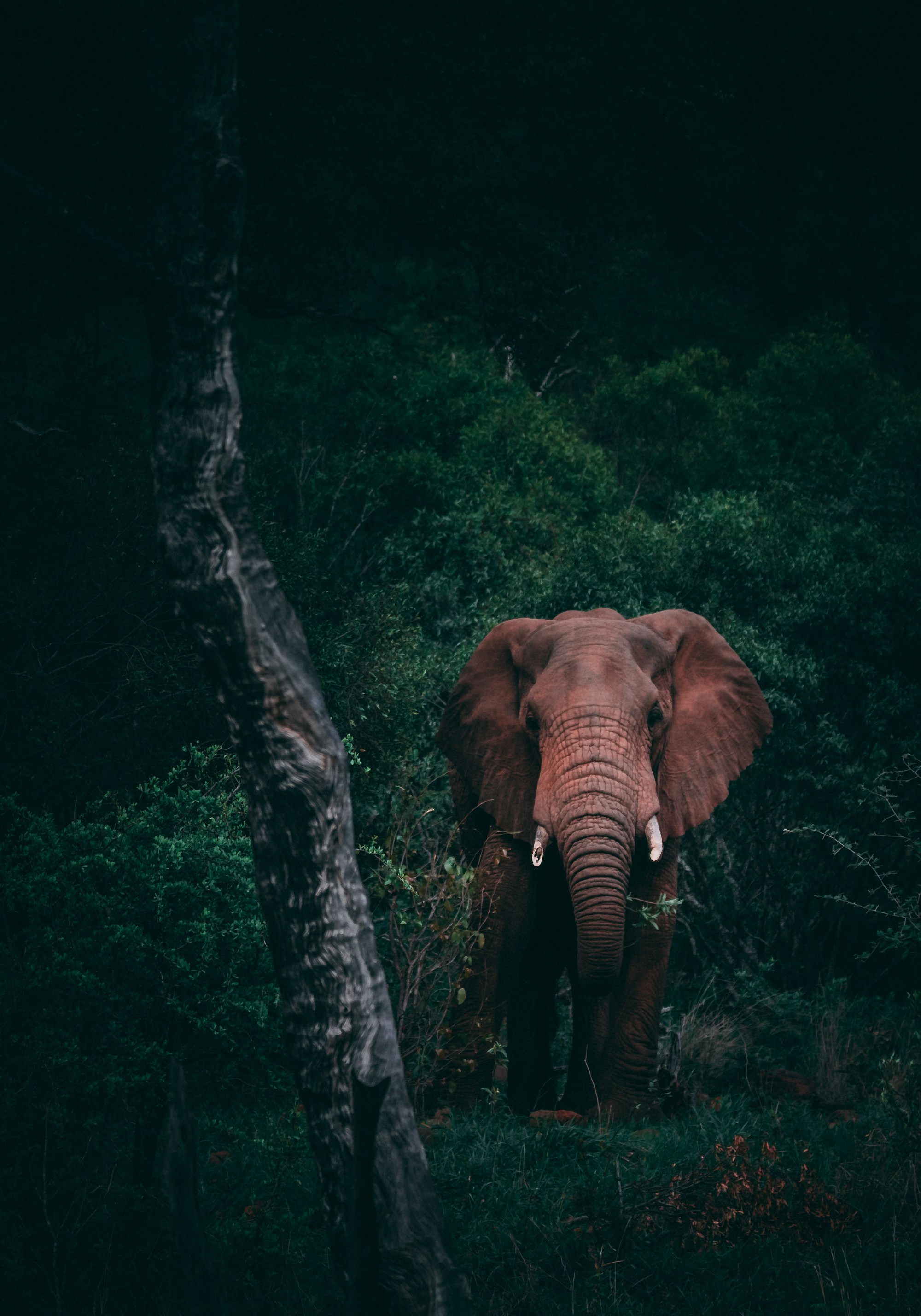 Jim Corbett