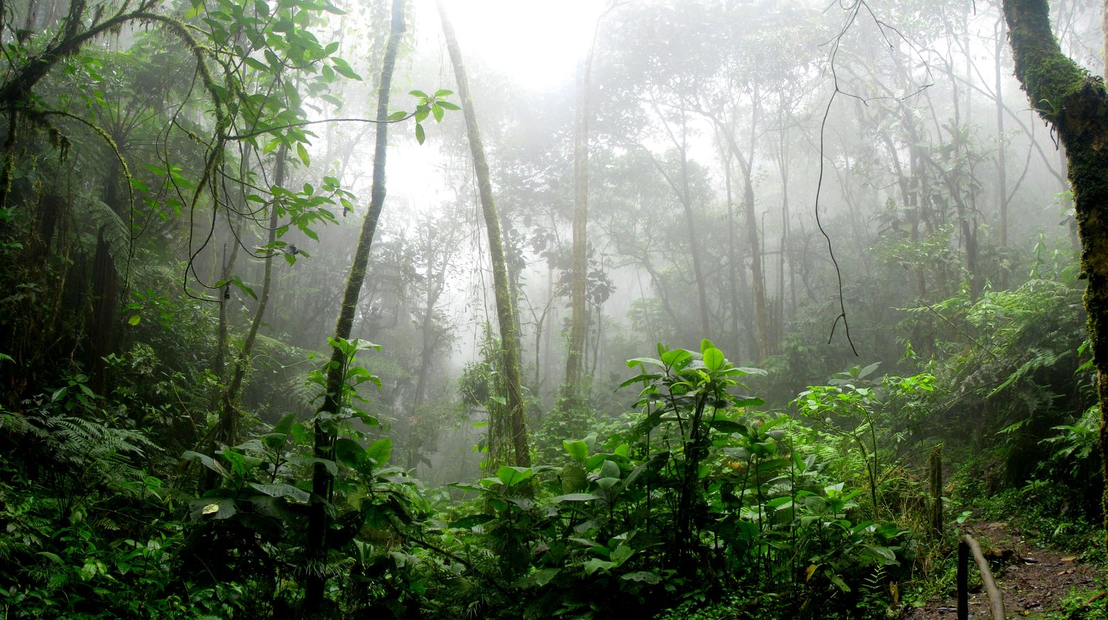 Misty pine forests of Kasauli in the Shivalik hills