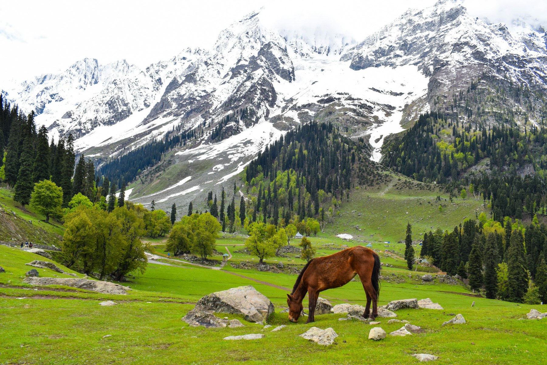 Shimla ridge and cedar forest