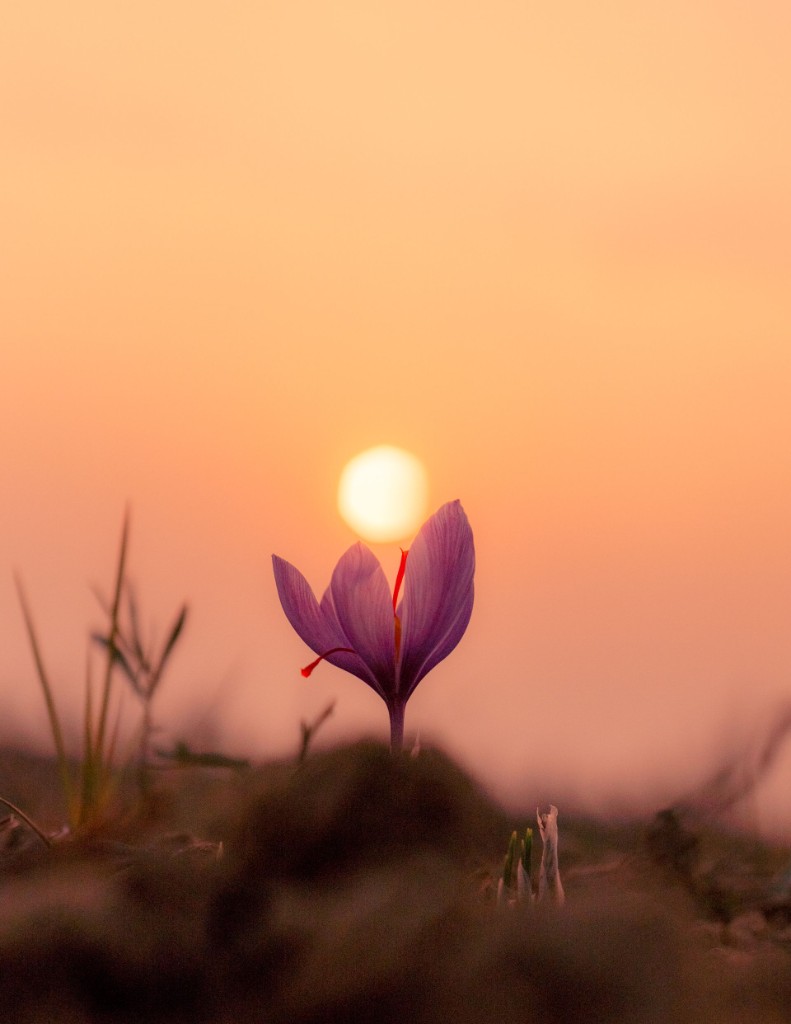 Pampore saffron flower in bloom at golden hour