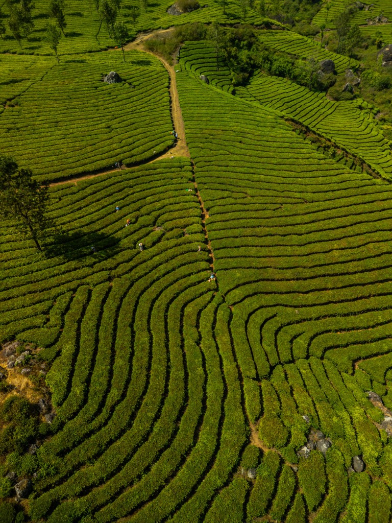 Aerial view of terraced tea plantations in Munnar