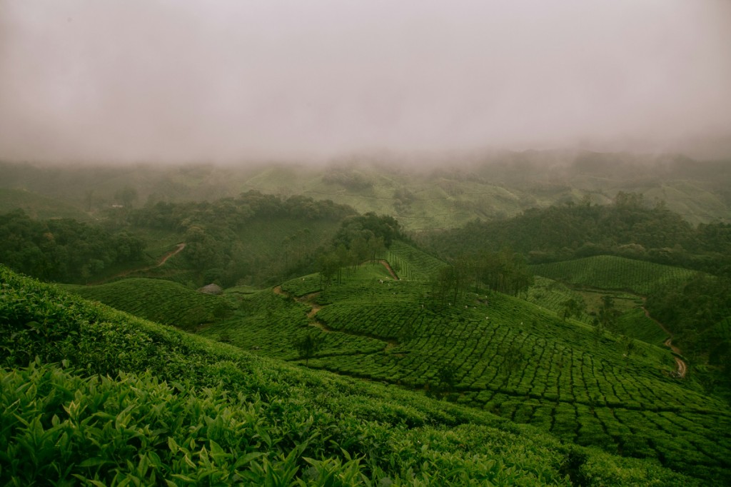 The Kerala Sanctuary - Munnar tea plantation hills wrapped in monsoon mist