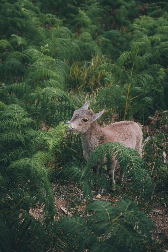Nilgiri Tahr grazing among ferns at Eravikulam National Park
