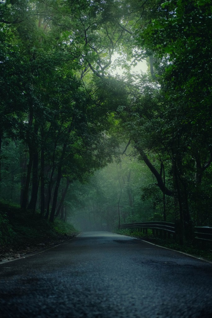 Forest road winding through the Western Ghats in monsoon mist