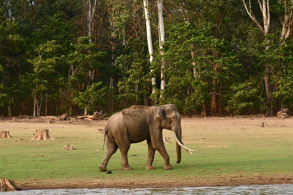 Elephant on the shore of Periyar Lake, Thekkady