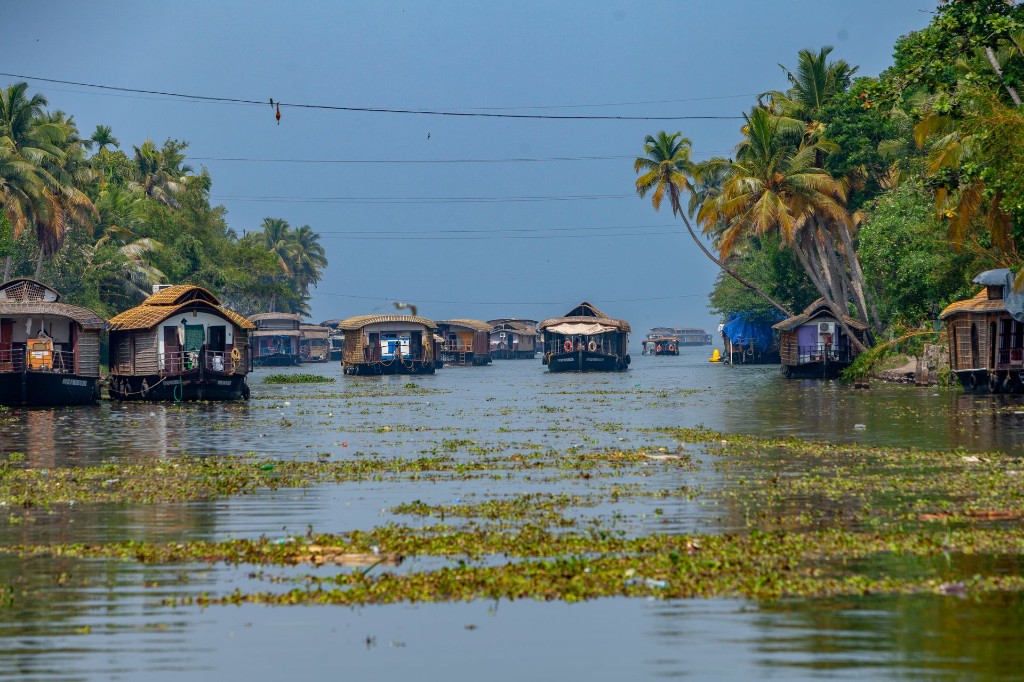 Houseboats cruising through palm-lined Alleppey backwater canals