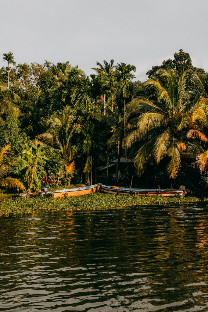 Traditional boats moored along lush Alleppey backwaters at golden hour